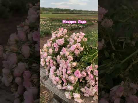 Видео: Моцартс Леди💞 #rose #maryroses #flowers