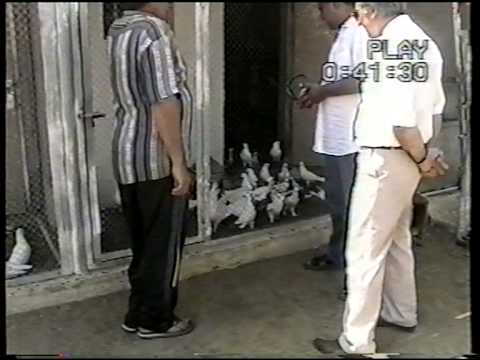 Видео: Баку настоящие голуби 4