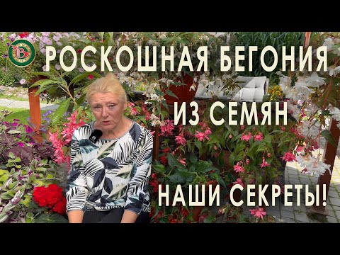 Видео: Ампельная бегония. 3 способа посева семян