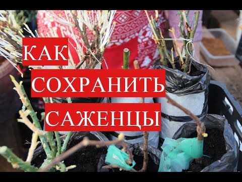 Видео: Как Сохранить Саженцы до Высадки в Открытый Грунт.