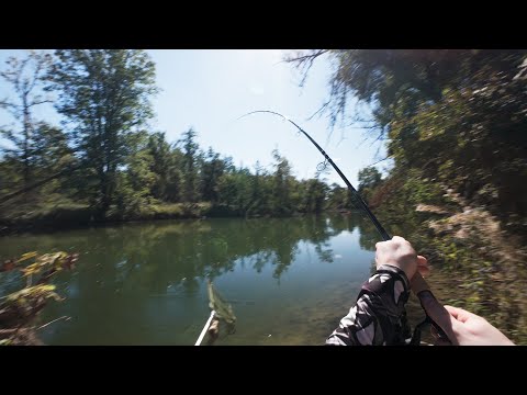 Видео: Рыбалка вместо Октоберфеста. Техника подводит - карп и усач никогда.