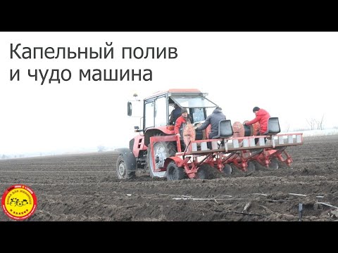 Видео: Капельный полив под картошку.