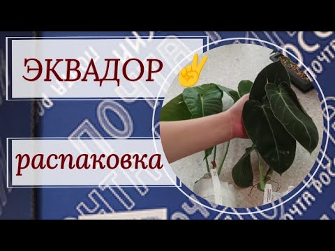 Видео: Эквадор 2. Распаковка посылки с растениями. 🥰 Спасибо, дорогие мои!