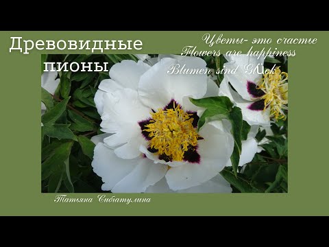Видео: Древовидный пион. Все о нем.