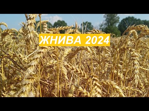 Видео: Жнива пшениці 2024