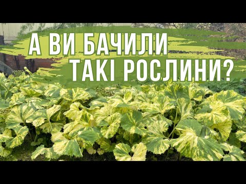 Видео: НЕЗВИЧАЙНІ ТА КРАСИВІ РОСЛИНИ для вашого саду