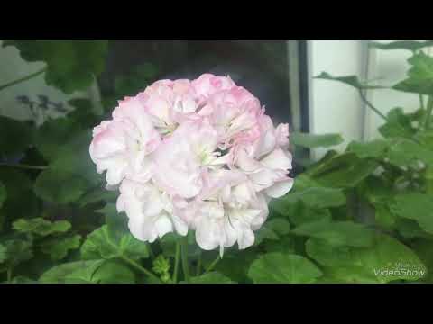 Видео: Цветущие сортовые пеларгонии + покупки, мои новинки. Pelargoniums