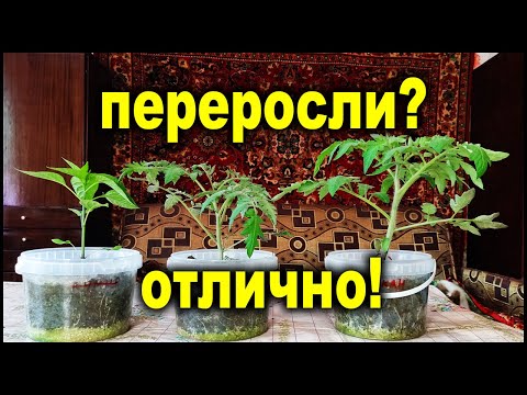 Видео: Переросшая рассада это хорошо!