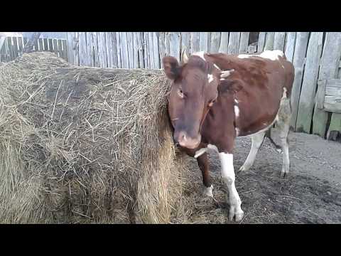Видео: ГОТОВЛЮ НЕТЕЛЕЙ К ОТЕЛУ!СТЕЛЬНОСТЬ 8 МЕСЯЦЕВ!