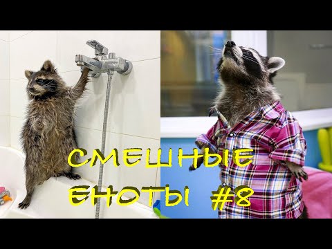 Видео: Cмешные ЕНОТЫ #8 / Приколы с ЕНОТАМИ 2020 / Funny Raccoons.