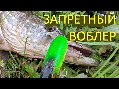 Видео: 🔥 Я бы этот воблер ЗАПРЕТИЛ :) Идеальный топвотер на щуку - за утро ПЯТЬ ЩУК из-под одной коряги 🔥