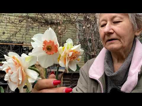 Видео: Нарциссы у Ворошиловой / Сад Ворошиловой