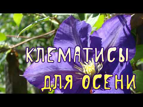 Видео: Клематисы для осени