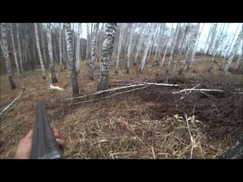 Видео: Зайцы из под ног выпрыгивают.Выдержка охотника.Собака плохо работает.Белый на чёрном....