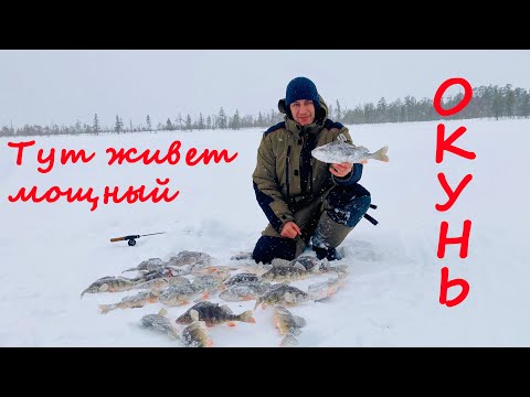 Видео: Здесь, вдали от людей, окунь достигает внушительных размеров. Зимняя рыбалка 2025.