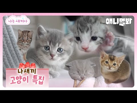 Видео: Всего просмотров 8,2 миллиона раз🌟 Специальный репортаж «Я — котёнок»😽