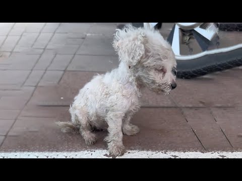 Видео: Брошенный на улице слепой щенок впадает в депрессию... Но одна встреча меняет все!