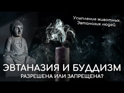 Видео: Эвтаназия и буддизм. Разрешена или запрещена эвтаназия в буддизме. Можно ли усыпить кошку, собаку