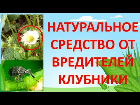Видео: Средство от долгоносика и от клещей на клубнике во время цветения плодоношения  Земляника #garden