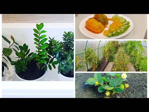 Видео: Теплица🍅 Комнатные цветы 🌸Огород🥒 Фаршированный перец🫑