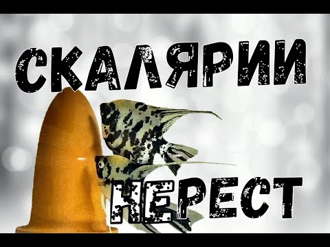 Видео: Как подготовить скалярий к нересту?