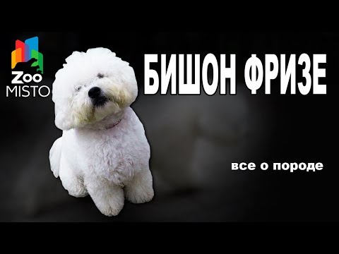 Видео: Бишон Фризе - Все о породе собаки | Собака породы - Бишон Фризе