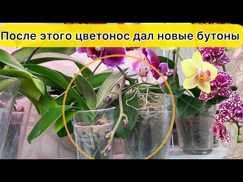 Видео: Растут новые бутоны у орхидеи при таком поливе