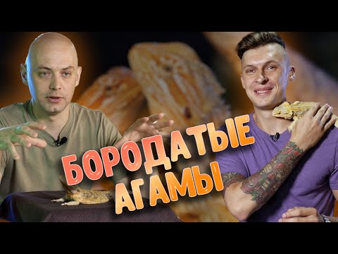 Видео: Бородатая агама. Содержание, условия, кормление, разведение и тд.