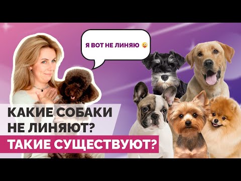 Видео: Не линяющие породы собак! Список пород, с которых дома нет шерсти