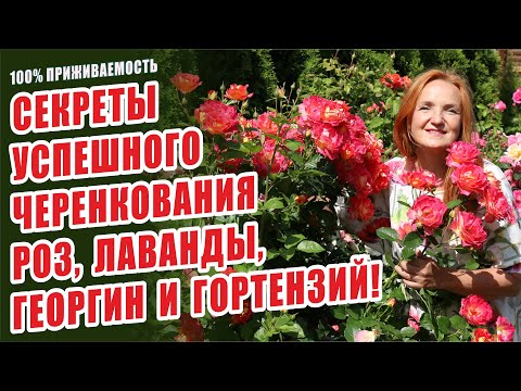 Видео: ЧЕРЕНКОВАНИЕ РОЗ, ЛАВАНДЫ, ГЕОРГИН, ГОРТЕНЗИЙ ЛЕТОМ. КАК ПРАВИЛЬНО ЧЕРЕНКОВАТЬ? РАЗМНОЖЕНИЕ ЦВЕТОВ