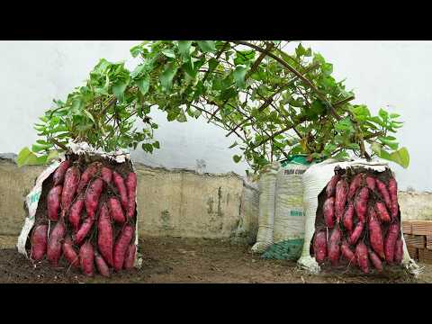 Видео: [Домашнее садоводство] Почему у батата, выращиваемого в мешках с землей, так много клубней?
