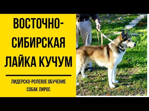Видео: Дрессировка восточно-сибирской лайки Кучума. Команды управления