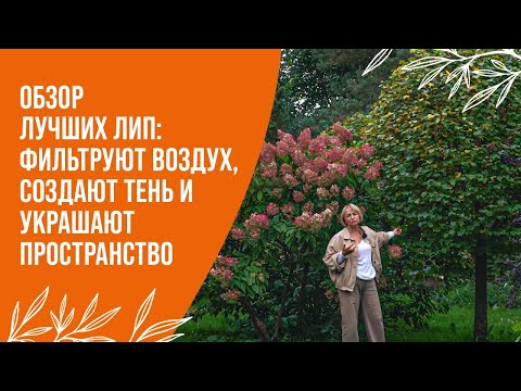 Видео: ЛУЧШИЕ ДЕРЕВЬЯ: ЛИПЫ ДЛЯ ГОРОДА И САДА