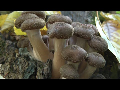 Видео: УРА ОПЕНЬОК ВЖЕ РОСТЕ!!!