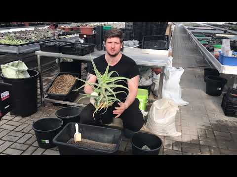 Видео: Алоэ древовидное (Aloe arborescens variegated) - пересадка пестролистного столетника