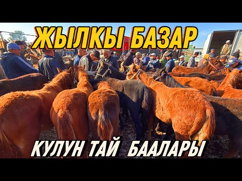 Видео: КУЛУНДАР ТЫГЫЛДЫ БЭЭ БАЙТАЛ ТАЙ 🤯 #байтв 