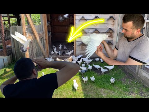 Видео: Эти Бакинцы как Николаевские! Уходят Без Круга! В Покрытие на 5 и более Часов!