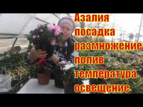 Видео: Как ухаживать за азалией.