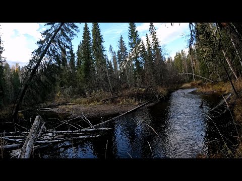 Видео: Хариус в октябре.