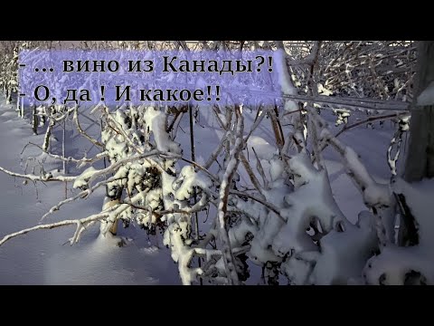 Видео: - ... вино из Канады?! - О, да! И какое!!/ - .. wine from Canada?! - oh, yeah, THE wine (Eng subs)