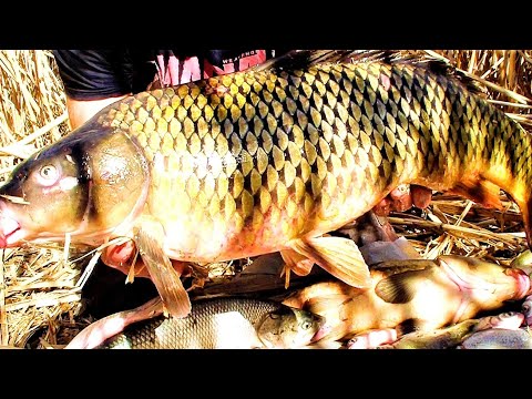 Видео: ВОТ ЭТО РЫБАЛКА! ДИКИЙ ЖОР ОГРОМНЫХ РЫБ! Ночевка в камышах.