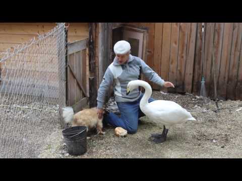 Видео: Лебеди тоже скучают