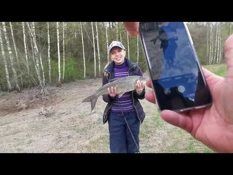 Видео: ЛОВЛЯ ЖЕРЕХА ЖЕРЕХ НА СПИННИНГ РАННЕЙ ВЕСНОЙ НА ПИЛЬКЕРЫ СТИКИ И ТЕЙЛ СПИННЕР С БЕРЕГА НА РЕКЕ
