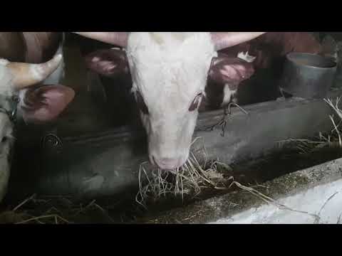 Видео: Откорм быков на последнем месяце | Отвечаю на вопросы