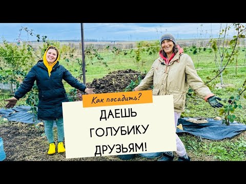 Видео: Посадка голубики в мешки и контейнеры