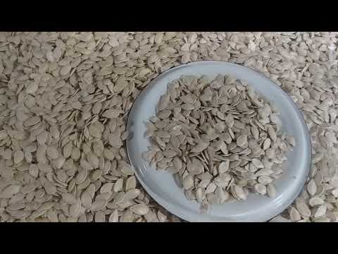 Видео: гарбуз ДАНКА полька