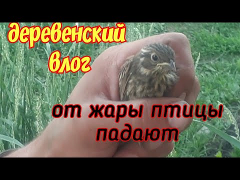 Видео: многодетная семья в деревне. VLOG. 💥даже птицам жарко
