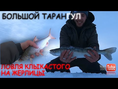 Видео: ЛОВЛЯ СУДАКА И БЕШЕНЫЙ КЛЁВ ЛЕЩА - БОЛЬШОЙ ТАРАНГУЛ(КОРНЕЕВКА)