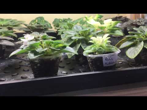 Видео: Мини фиалки. Есть ли у меня коллекция фиалок?