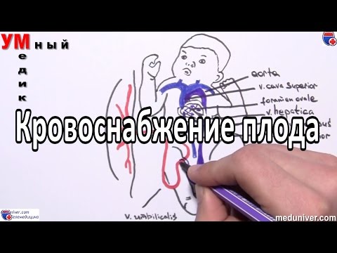 Видео: Кровоснабжение плода - meduniver.com